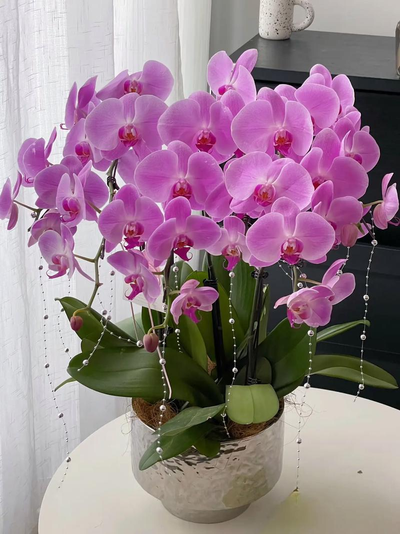 大花粉色蝴蝶兰