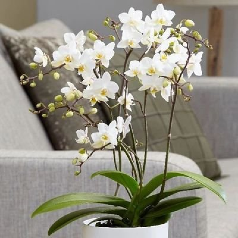 特级纯白蝴蝶兰带花成品株（带4个盛开花朵+2个花苞，株高35-40cm，品相极佳，送礼首选）
