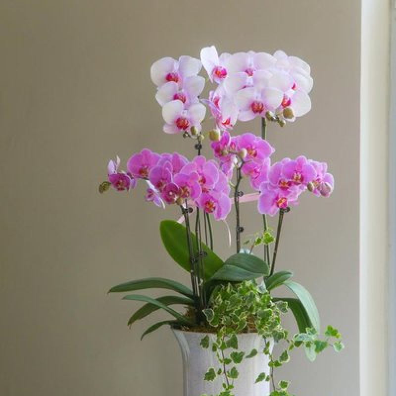 迷你精品粉边蝴蝶兰带花成品株（带2个盛开花朵+2个花苞，株高20-25cm，桌面小盆栽首选）