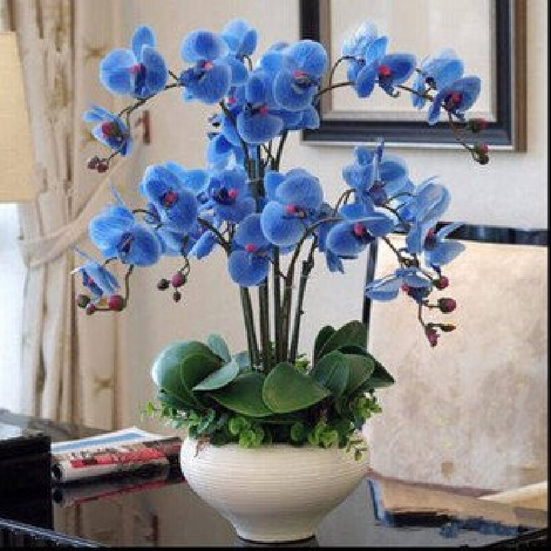 特级蓝宝石蝴蝶兰带花成品株（带 4 朵盛开花朵 + 3 个花苞，株高 33-39cm，稀缺绿系精品）