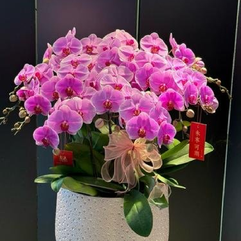 高端墨紫蝴蝶兰带花成品株（带2-3个盛开花朵+3个花苞，株高32-38cm，稀缺品种，无斑点）