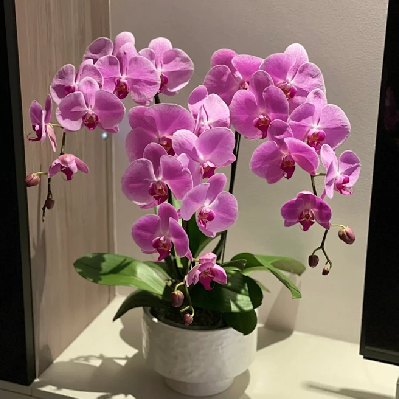 年宵花蝴蝶兰家庭客厅大盆款 3 株组合款