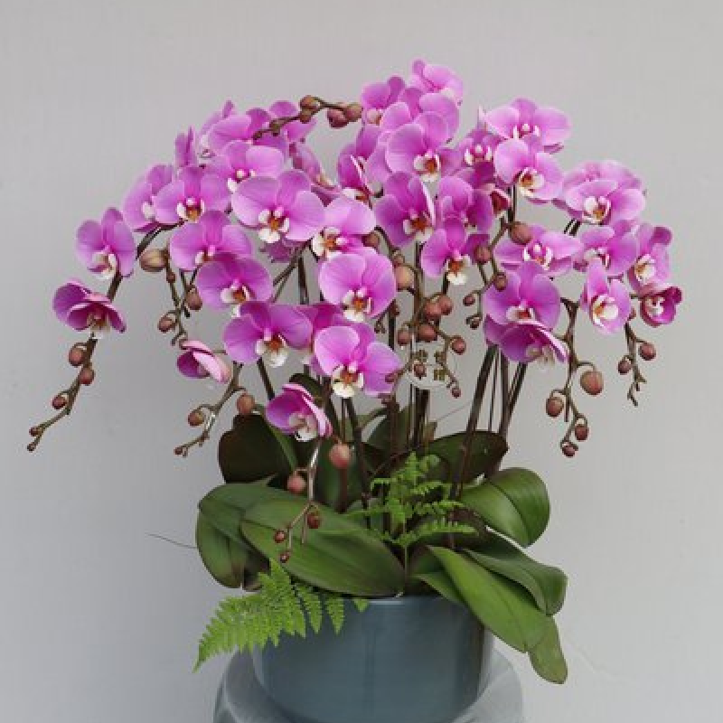 蝴蝶兰带花盆栽带花苞花苗植物办公室内桌面兰花四季文心兰年宵花