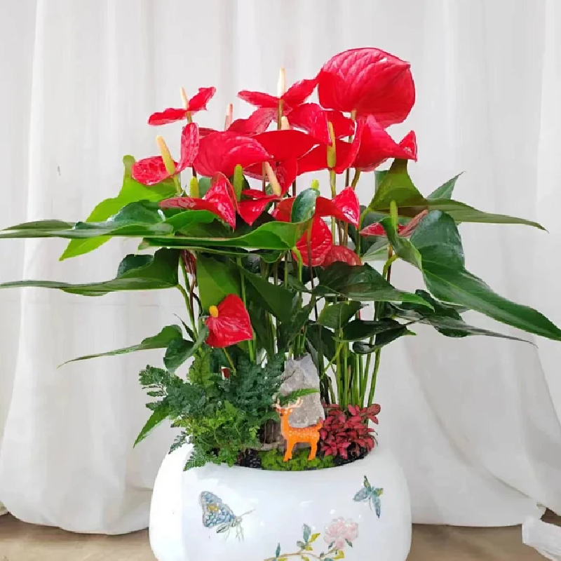 年宵花・5 株红色蝴蝶兰组合盆栽