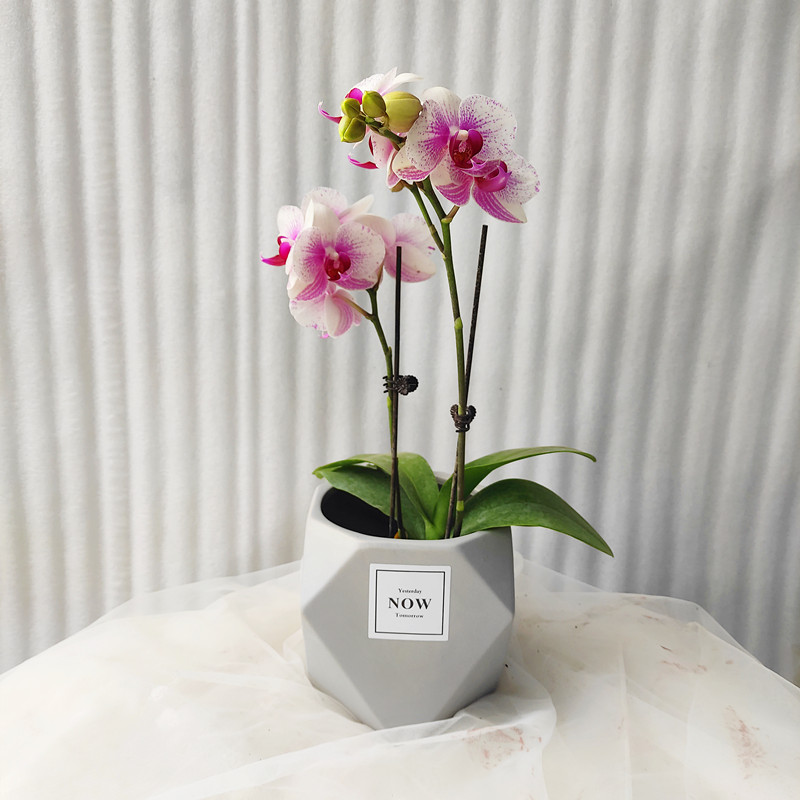 精品双花剑蝴蝶兰・大花型盆栽