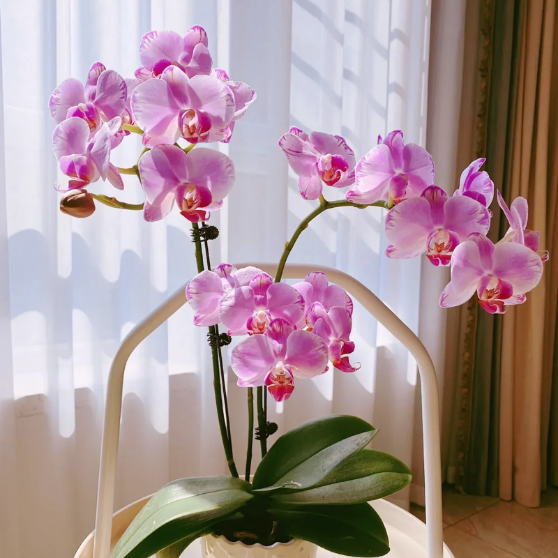 双花剑爆花蝴蝶兰大花型品种