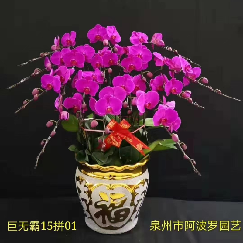 年宵花・粉色双花剑蝴蝶兰（爆花型）