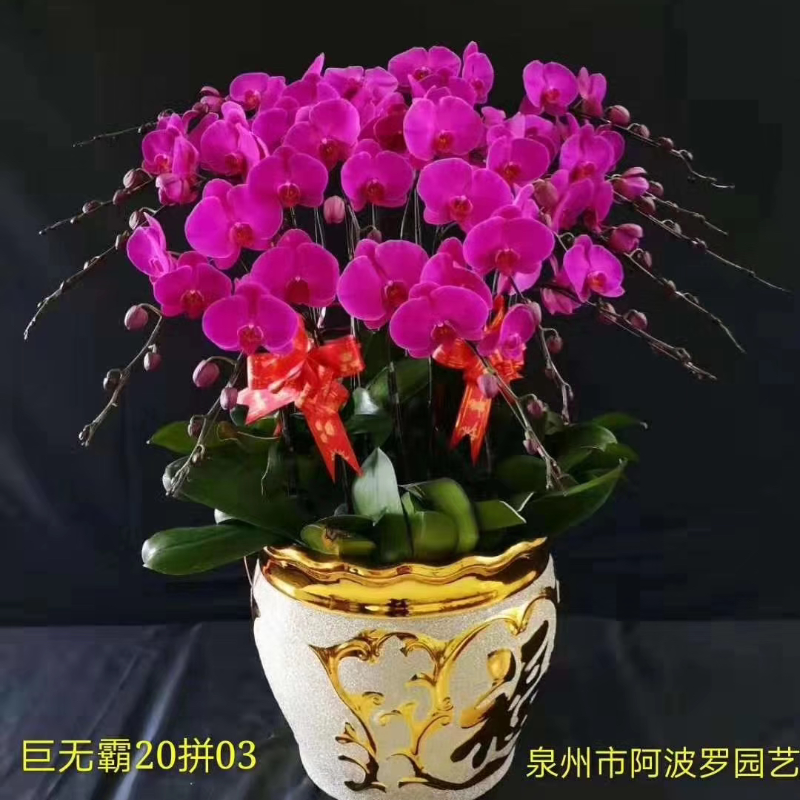 年宵花・粉色双花剑蝴蝶兰（爆花型）