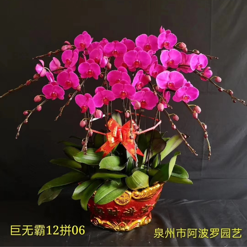 年宵花・粉色双花剑蝴蝶兰（爆花型）