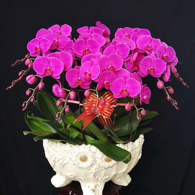 年宵花・粉色双花剑蝴蝶兰（爆花型）